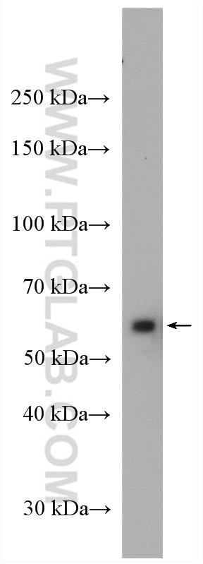Western Blot (WB) analysis of HeLa cells using CORO1C Polyclonal antibody (14749-1-AP)