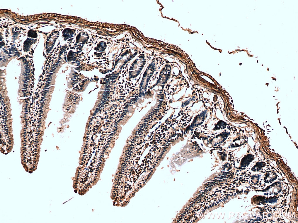 IHC staining of mouse small intestine using 28883-1-AP