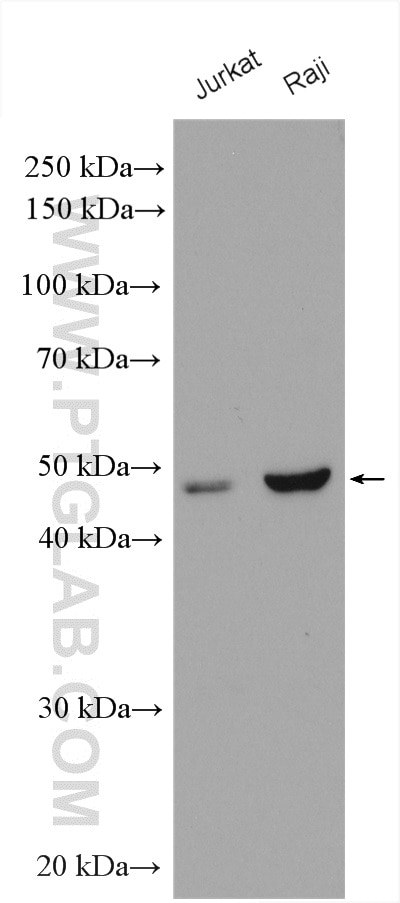 Western Blot (WB) analysis of various lysates using CORO2A Polyclonal antibody (28883-1-AP)