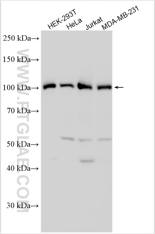 Western Blot (WB) analysis of various lysates using CORO7 Polyclonal antibody (31425-1-AP)