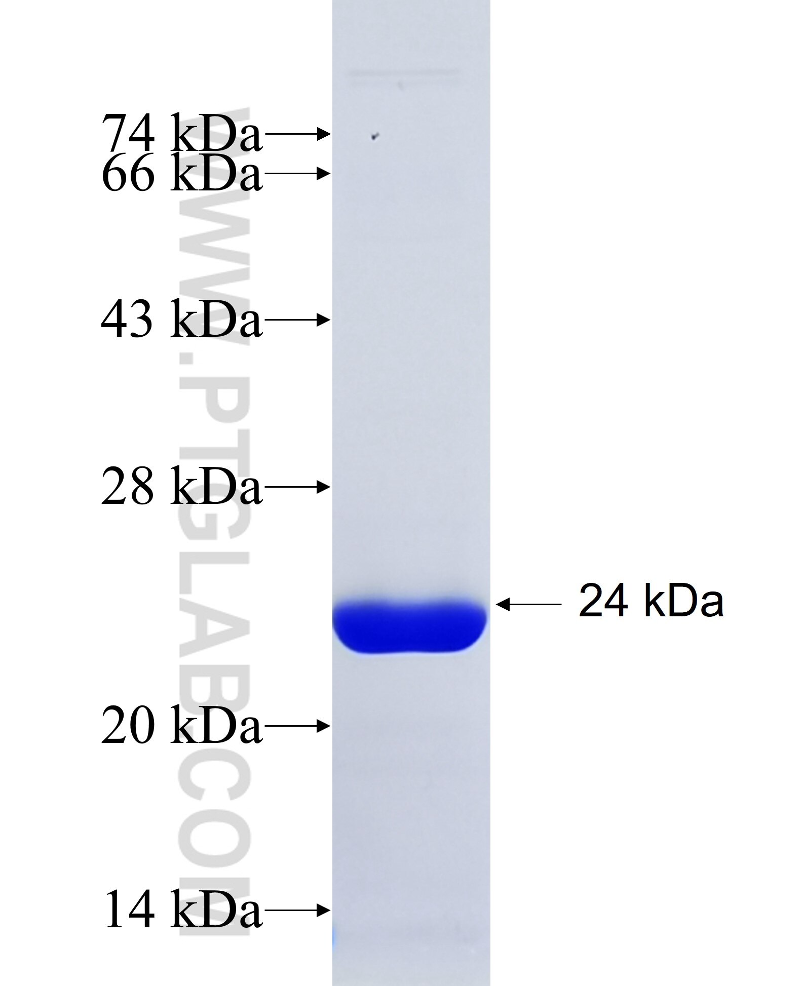 CORO7 fusion protein Ag35026 SDS-PAGE CORO7 fusion protein Ag35026 SDS-PAGE