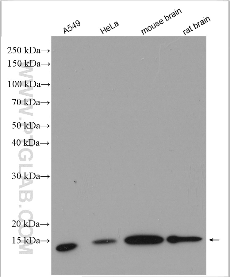 Western Blot (WB) analysis of various lysates using COTL1 Polyclonal antibody (10781-1-AP)
