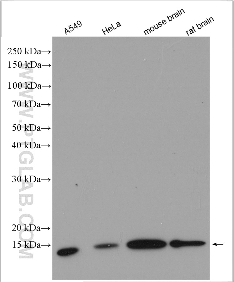 WB analysis using 10781-1-AP