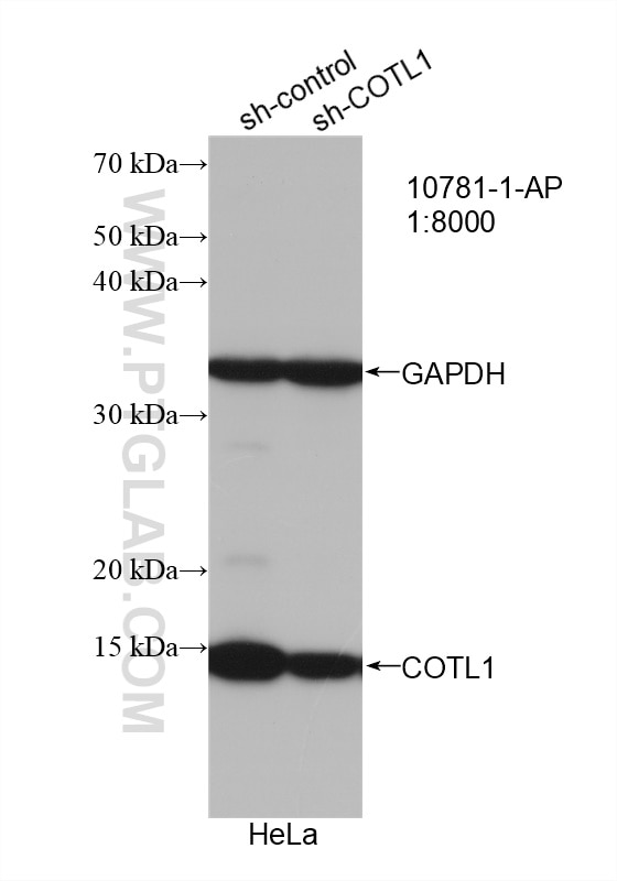 Western Blot (WB) analysis of HeLa cells using COTL1 Polyclonal antibody (10781-1-AP)