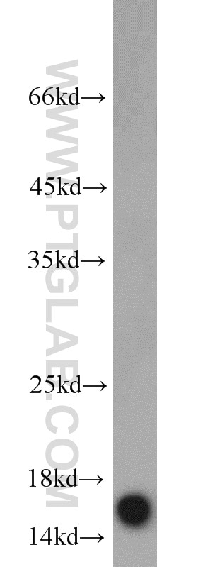 COTL1 Polyclonal antibody