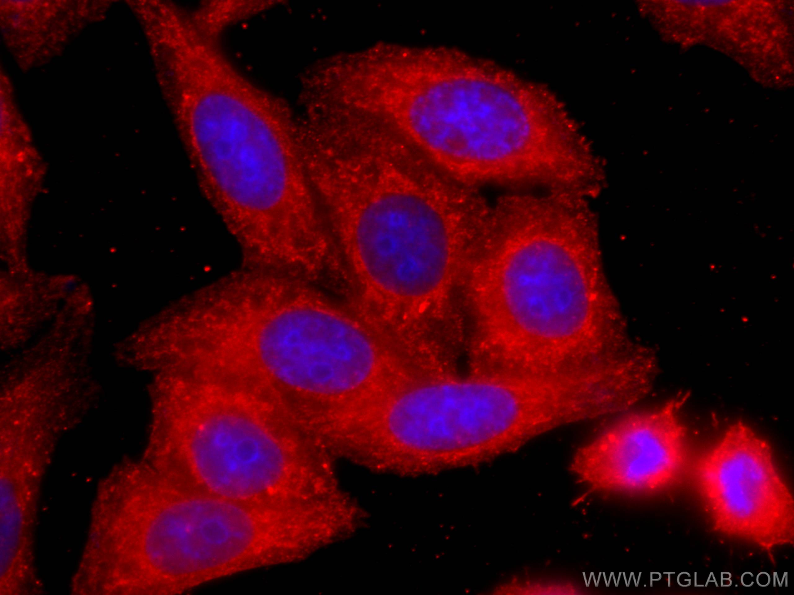 Immunofluorescence (IF) / fluorescent staining of HepG2 cells using COTL1 Monoclonal antibody (60237-1-Ig)