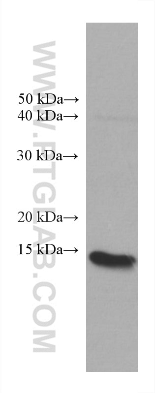Western Blot (WB) analysis of A431 cells using COTL1 Monoclonal antibody (60237-1-Ig)
