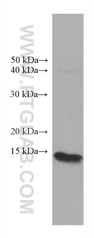 WB analysis of A431 using 60237-1-Ig