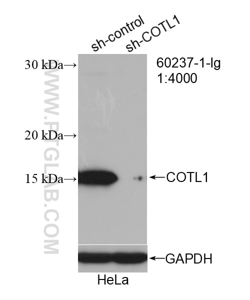 Western Blot (WB) analysis of HeLa cells using COTL1 Monoclonal antibody (60237-1-Ig)