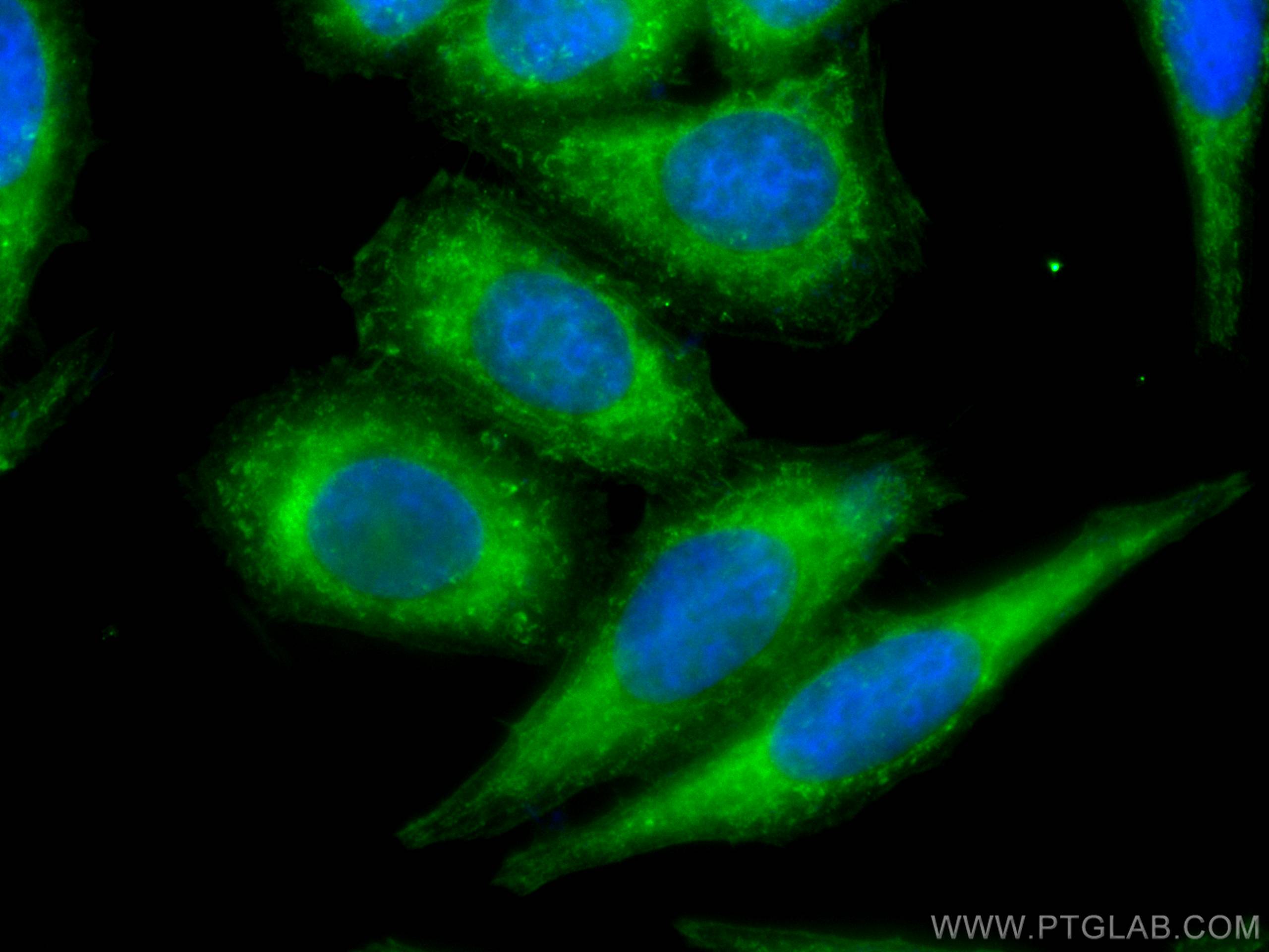 Immunofluorescence (IF) / fluorescent staining of HepG2 cells using CoraLite® Plus 488-conjugated COTL1 Monoclonal ant (CL488-60237)