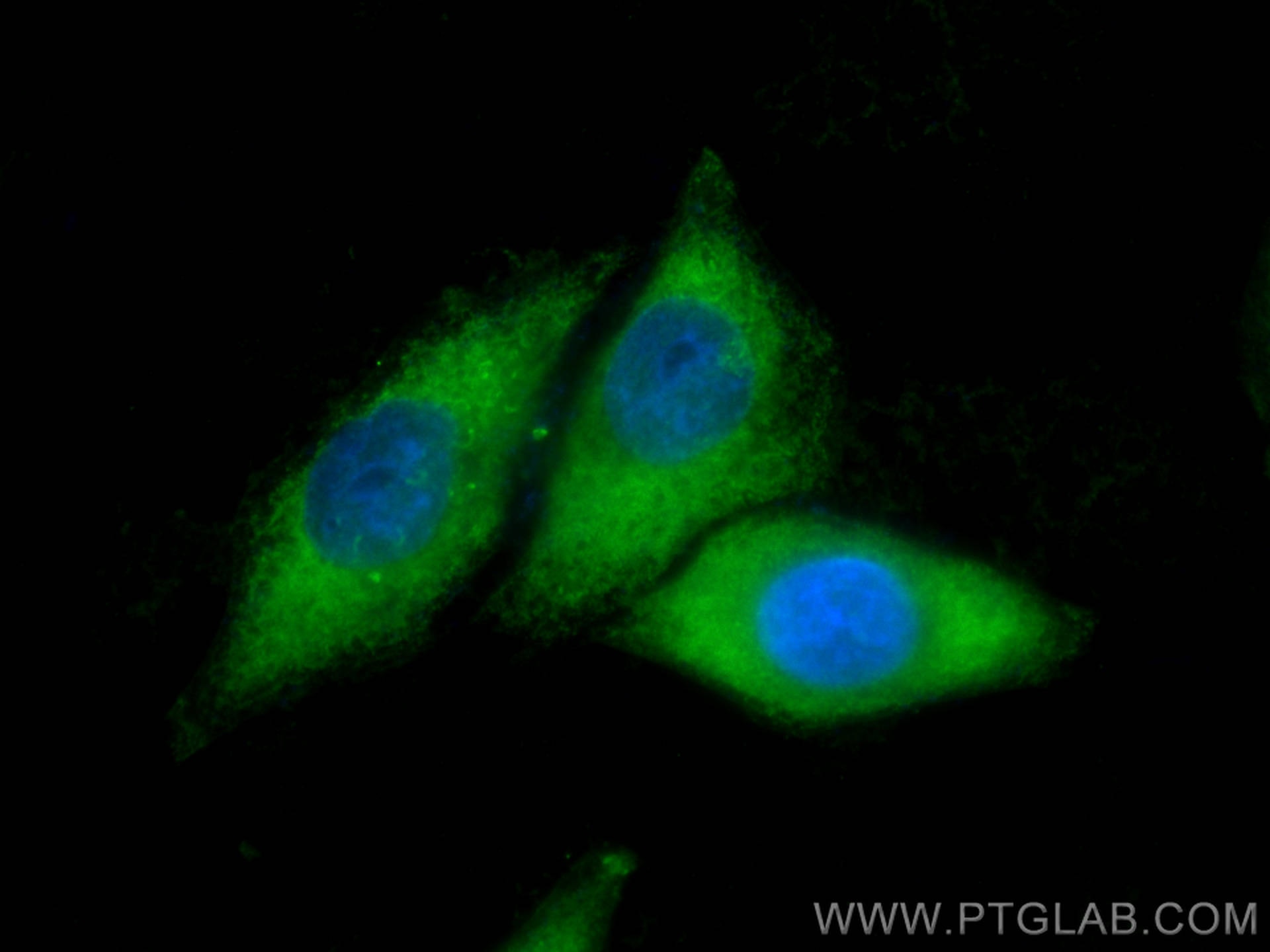Immunofluorescence (IF) / fluorescent staining of HepG2 cells using CoraLite® Plus 488-conjugated COTL1 Monoclonal ant (CL488-60237)