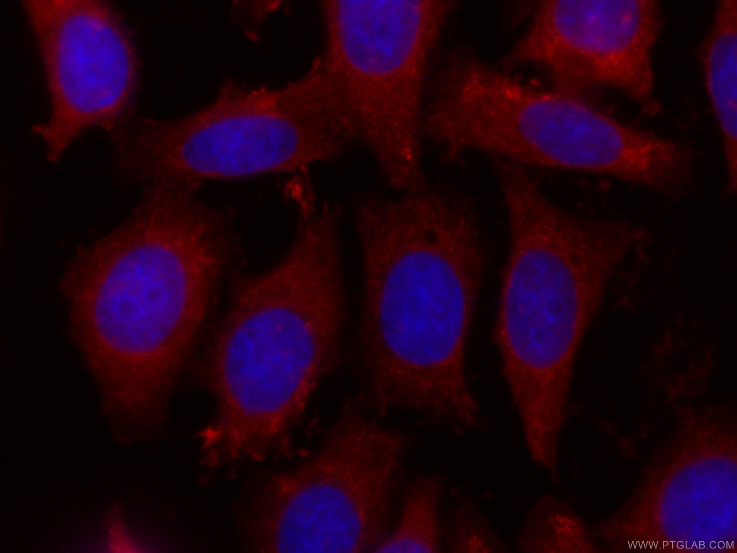 Immunofluorescence (IF) / fluorescent staining of HepG2 cells using CoraLite®594-conjugated COTL1 Monoclonal antibody (CL594-60237)