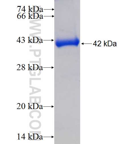 COTL1 fusion protein Ag1230 SDS-PAGE