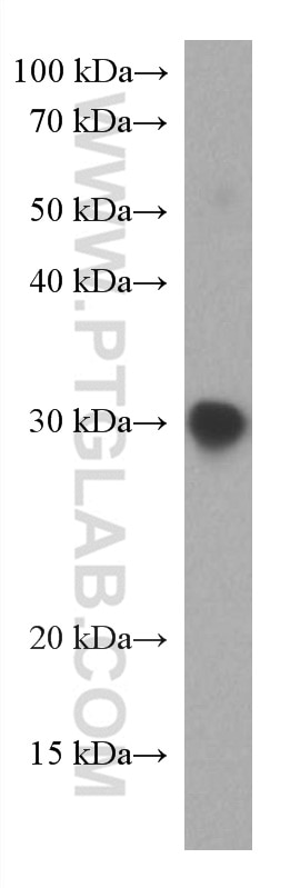 Western Blot (WB) analysis of Recombinant protein using SARS-CoV-2 S protein (RBD, 319-541 aa) Monoclonal  (67758-1-Ig)