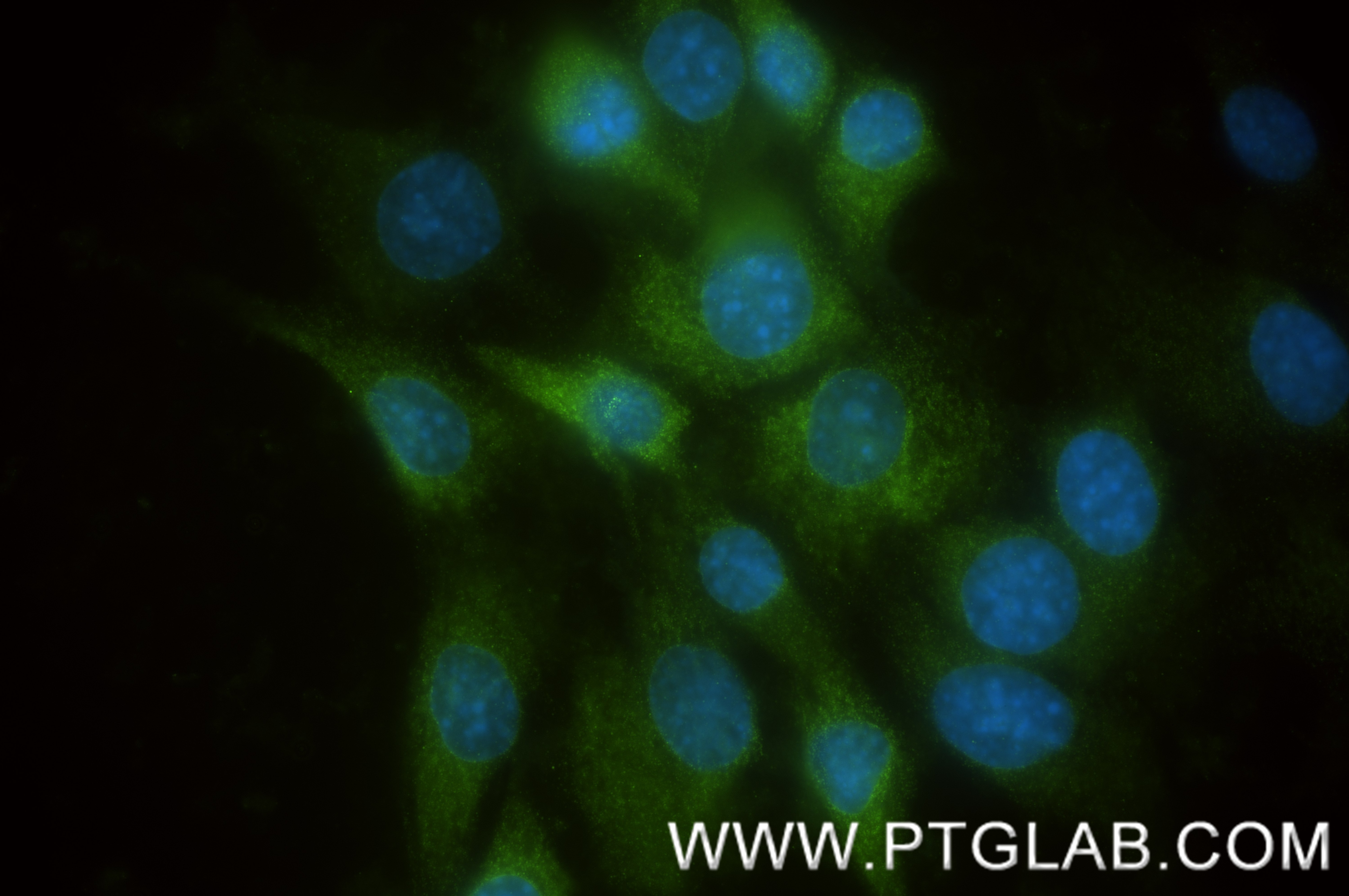 Immunofluorescence (IF) / fluorescent staining of C2C12 cells using COX-1/Cyclooxygenase-1 Recombinant antibody (84151-4-RR)