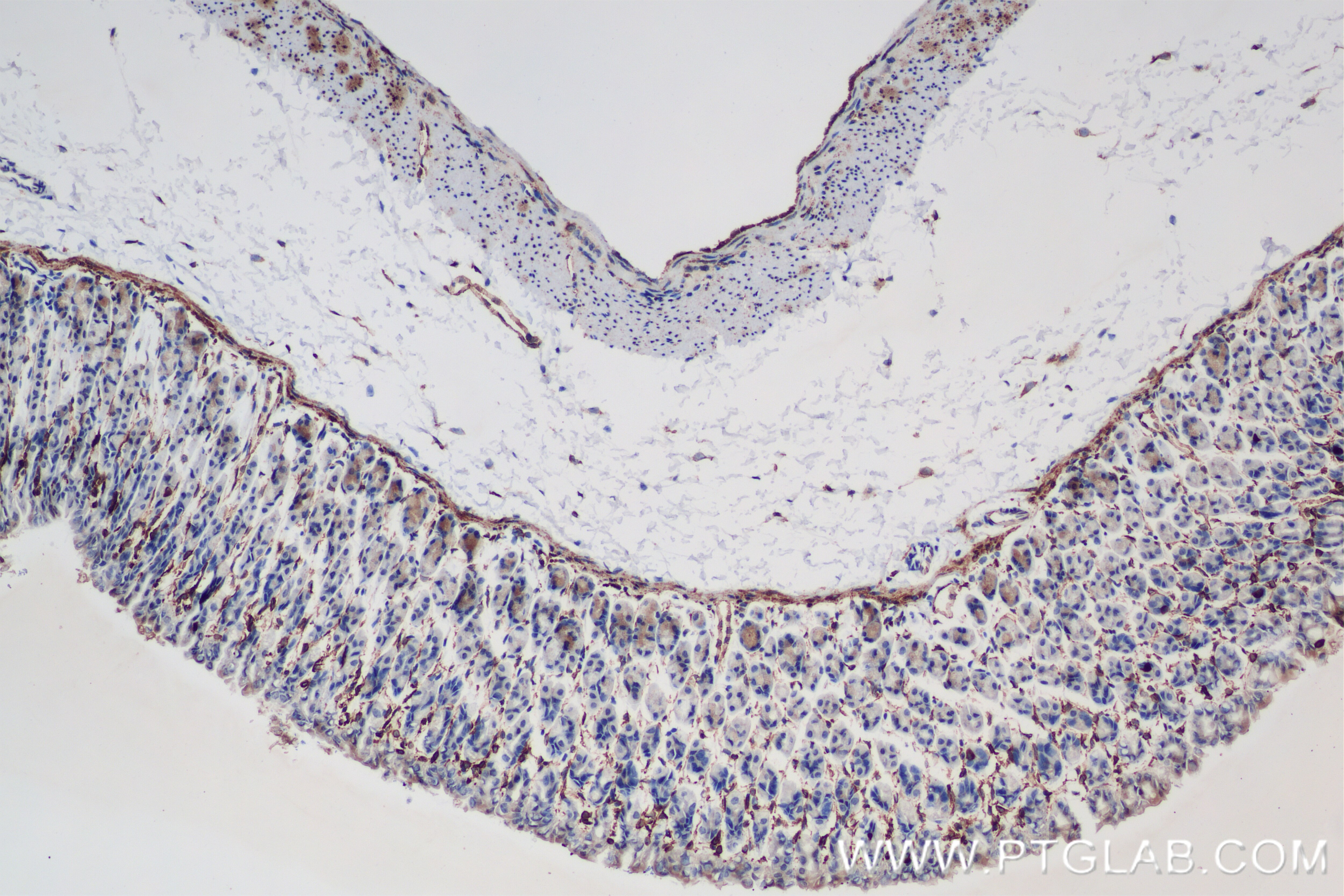 Immunohistochemistry (IHC) staining of mouse stomach tissue using COX-1/Cyclooxygenase-1 Recombinant antibody (84151-4-RR)