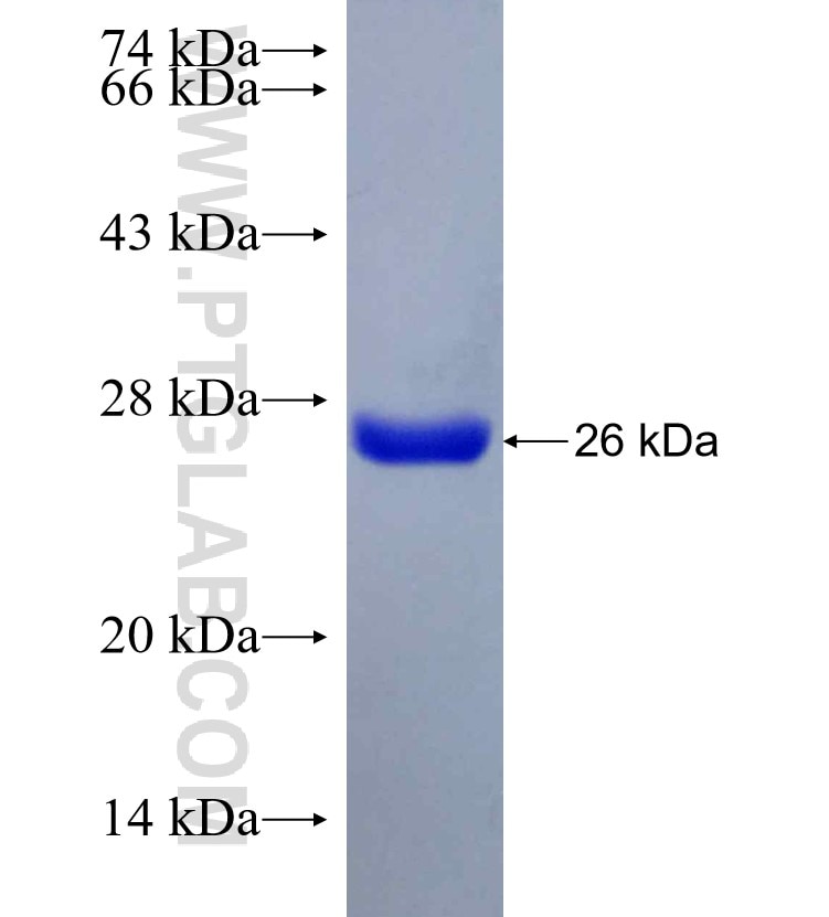 COX1 fusion protein Ag29624 SDS-PAGE