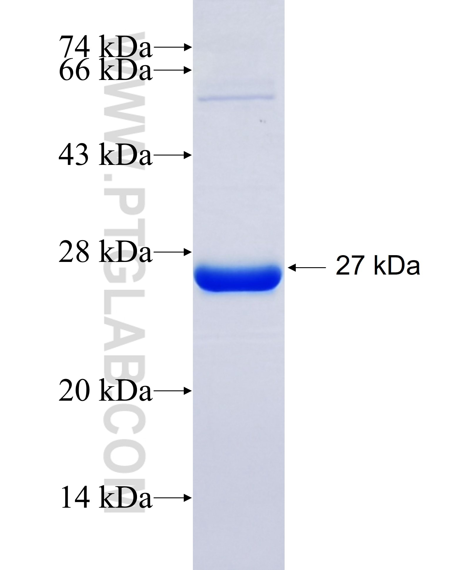 COX1 fusion protein Ag29624 SDS-PAGE