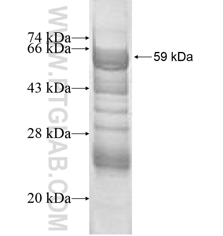 COX10 fusion protein Ag0930 SDS-PAGE
