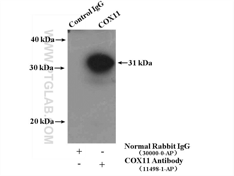 Immunoprecipitation (IP) experiment of mouse liver tissue using COX11 Polyclonal antibody (11498-1-AP)