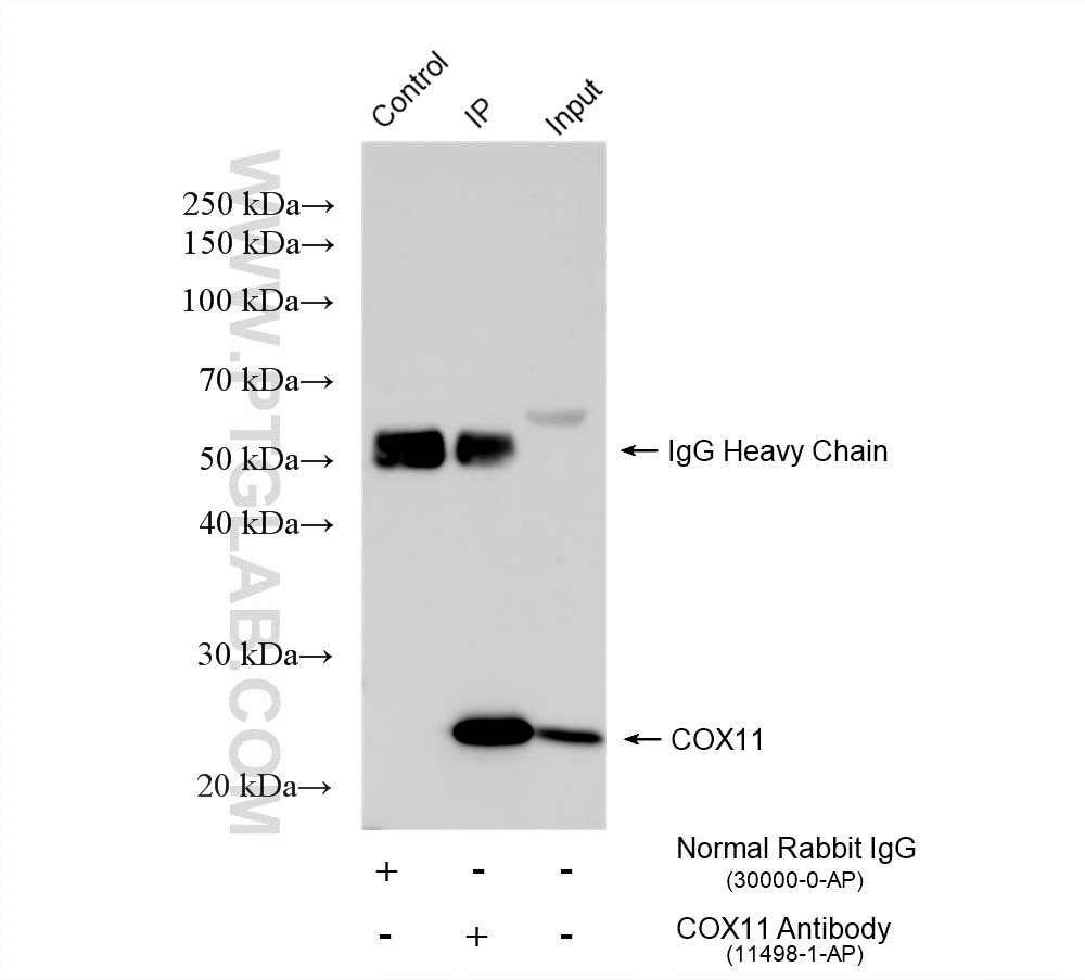 IP experiment of HepG2 using 11498-1-AP Immunoprecipitation (IP) experiment of HepG2 cells using COX11 Polyclonal antibody (11498-1-AP)