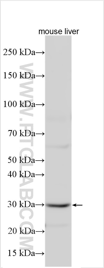 Western Blot (WB) analysis of various lysates using COX11 Polyclonal antibody (11498-1-AP)