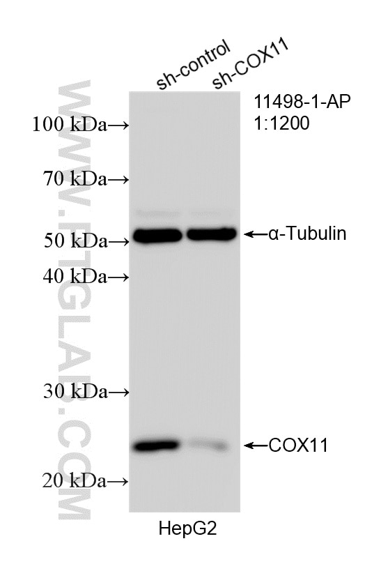 Western Blot (WB) analysis of HepG2 cells using COX11 Polyclonal antibody (11498-1-AP)