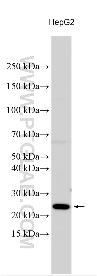 Western Blot (WB) analysis of various lysates using COX11 Polyclonal antibody (11498-1-AP)