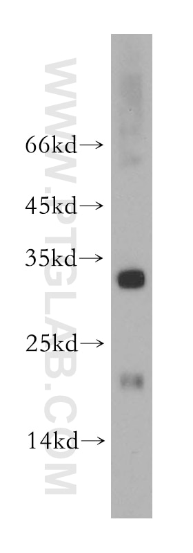 Western Blot (WB) analysis of mouse liver tissue using COX11 Polyclonal antibody (11498-1-AP)