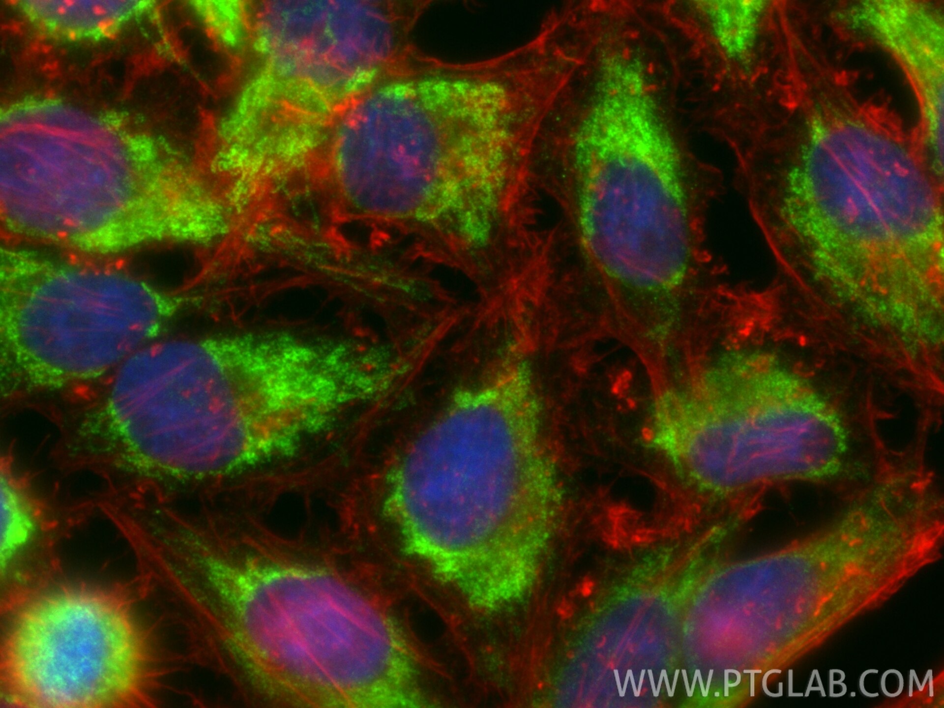 Immunofluorescence (IF) / fluorescent staining of HepG2 cells using COX14 Polyclonal antibody (27712-1-AP)