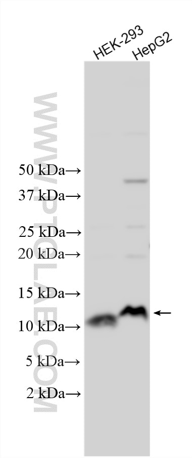 Western Blot (WB) analysis of various lysates using COX14 Polyclonal antibody (27712-1-AP)