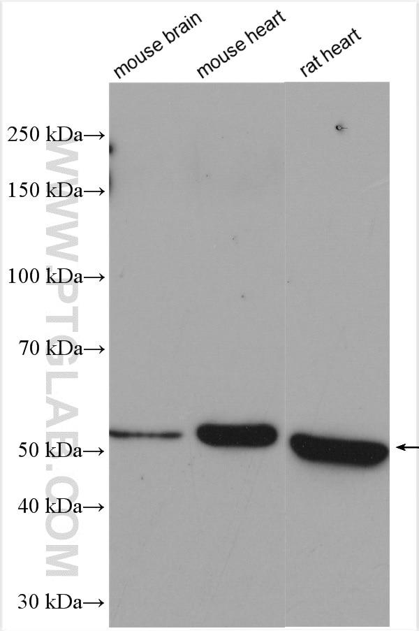 Western Blot (WB) analysis of various lysates using COX15 Polyclonal antibody (11441-1-AP)