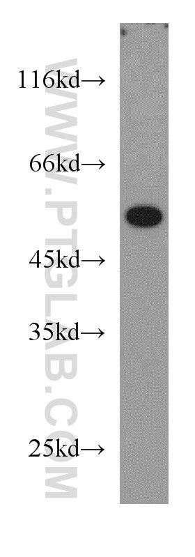COX15 Polyclonal antibody