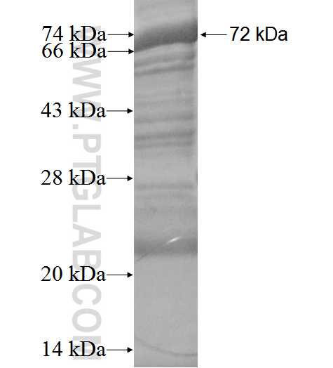 COX15 fusion protein Ag2004 SDS-PAGE