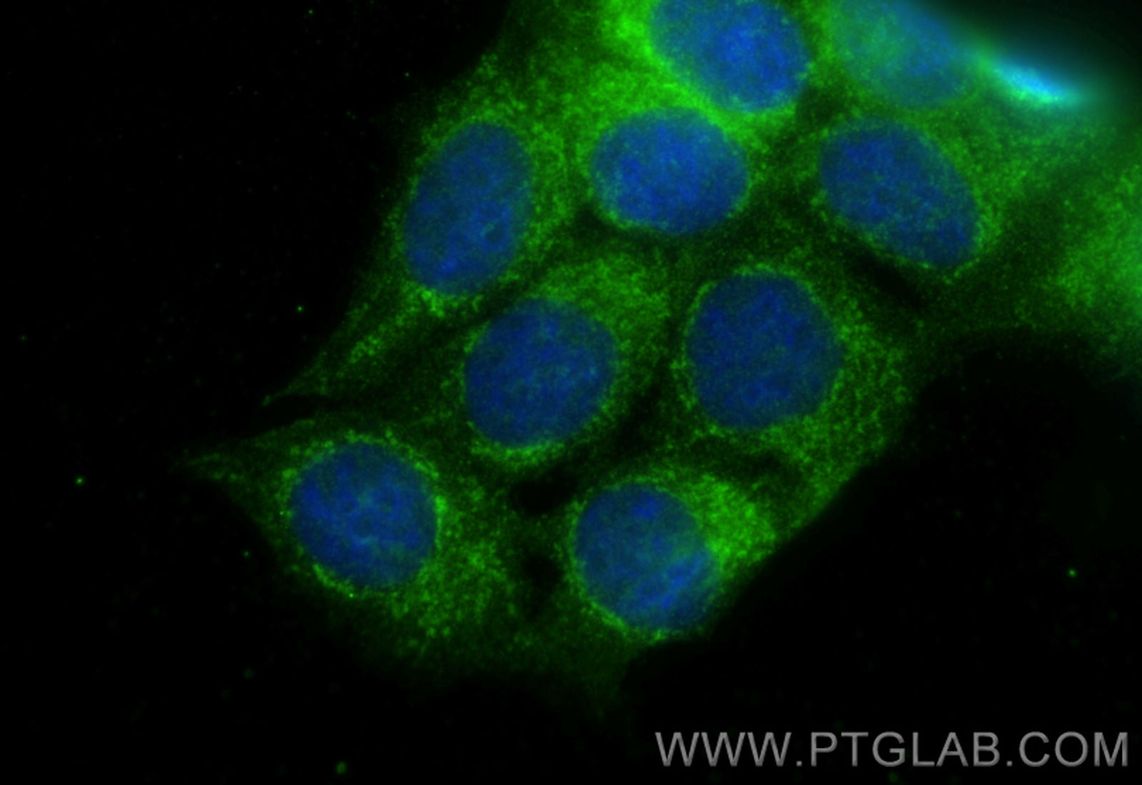 Immunofluorescence (IF) / fluorescent staining of MCF-7 cells using COX16 Polyclonal antibody (19425-1-AP)