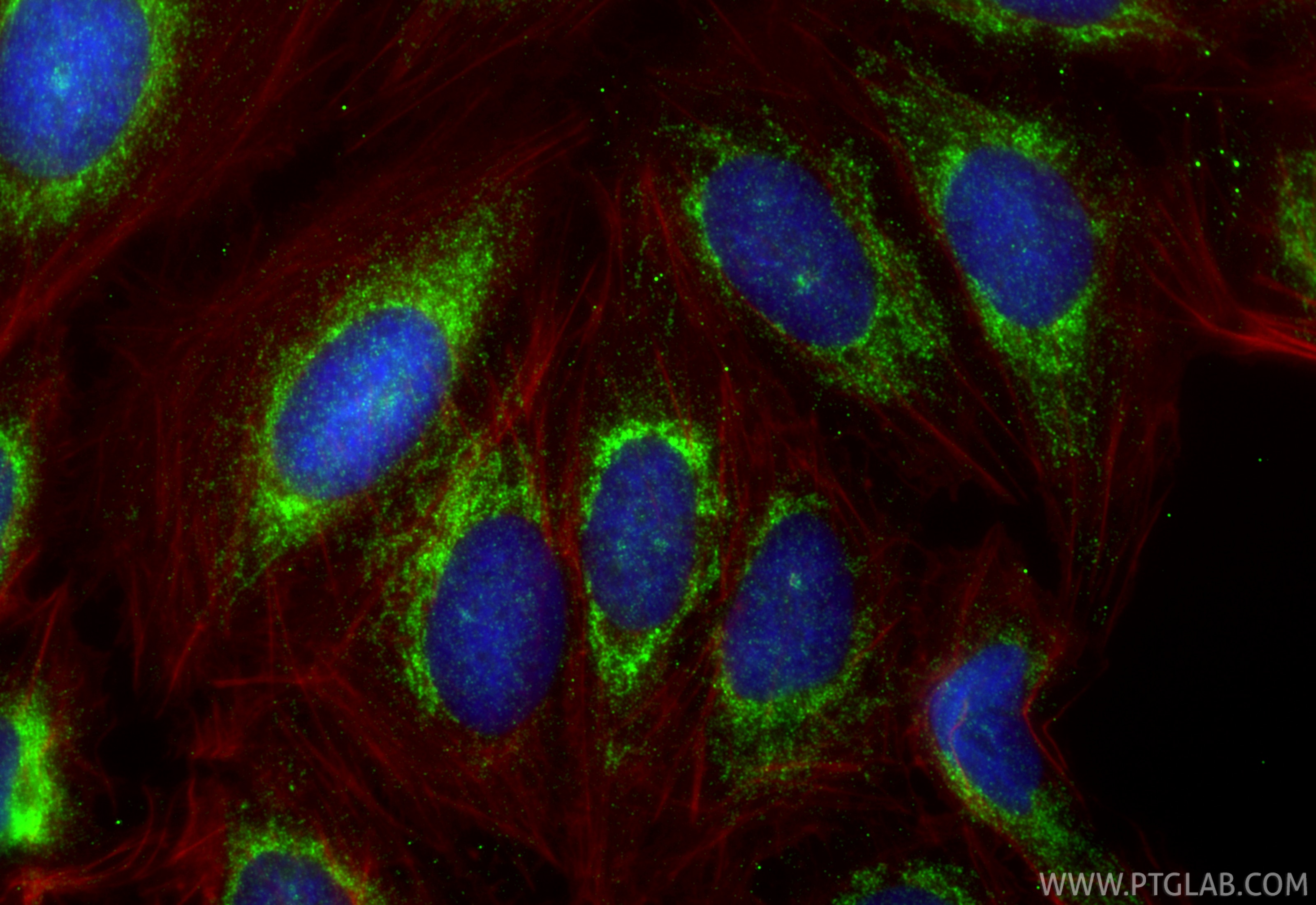 Immunofluorescence (IF) / fluorescent staining of U2OS cells using COX16 Polyclonal antibody (19425-1-AP)