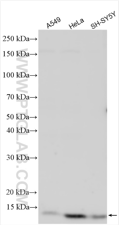 Western Blot (WB) analysis of various lysates using COX16 Polyclonal antibody (19425-1-AP)