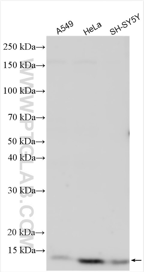 WB analysis using 19425-1-AP