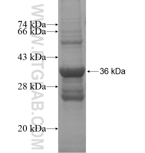 COX16 fusion protein Ag13756 SDS-PAGE
