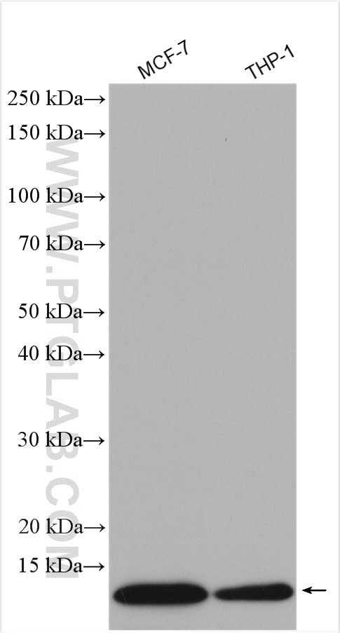 Western Blot (WB) analysis of various lysates using COX17 Polyclonal antibody (11464-1-AP)