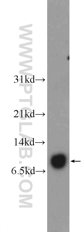 Western Blot (WB) analysis of rat heart tissue using COX17 Polyclonal antibody (11464-1-AP)