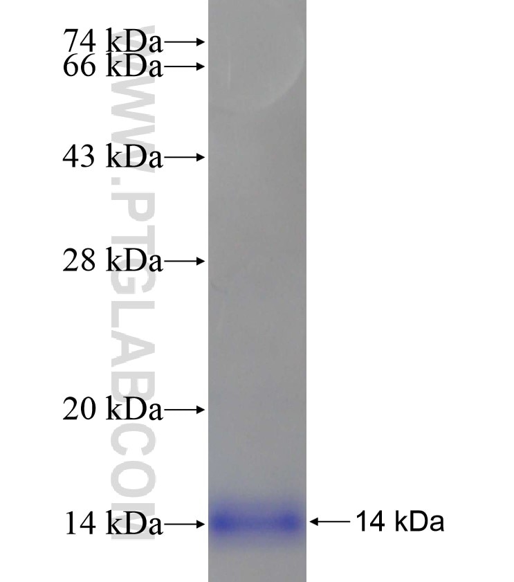 COX17 fusion protein Ag17968 SDS-PAGE
