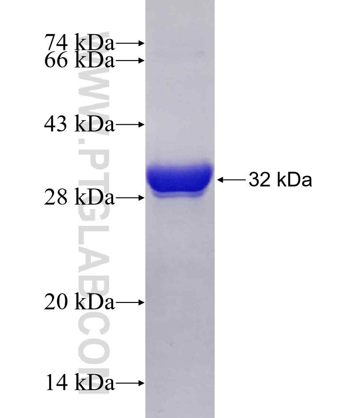 COX17 fusion protein Ag2032 SDS-PAGE