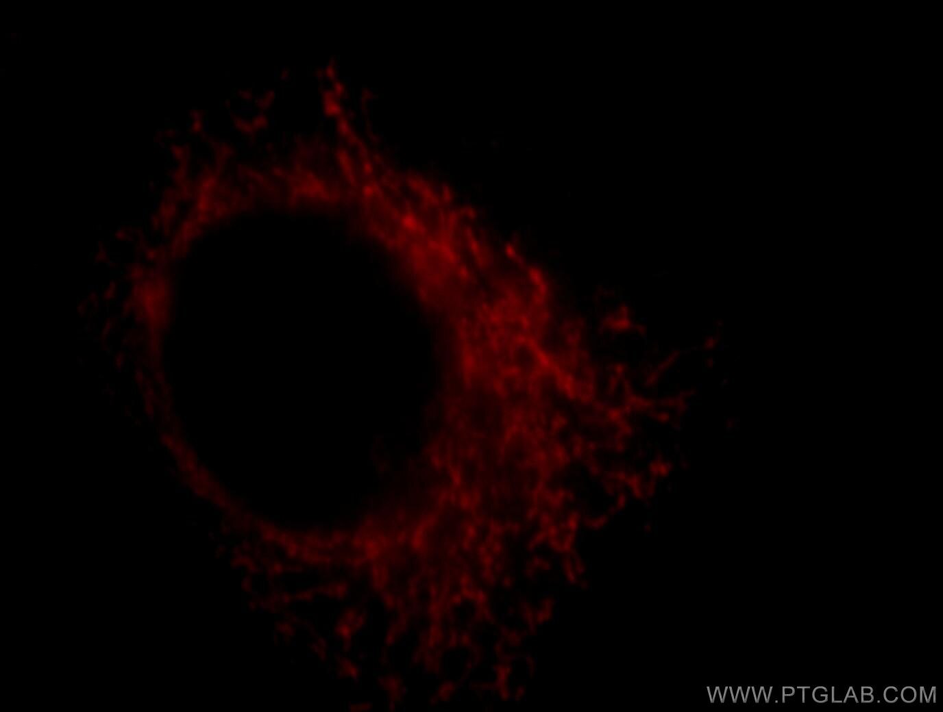 Immunofluorescence (IF) / fluorescent staining of HepG2 cells using COX18 Polyclonal antibody (18071-1-AP)