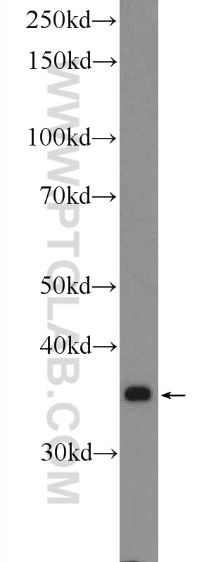 Western Blot (WB) analysis of mouse liver tissue using COX18 Polyclonal antibody (18071-1-AP)