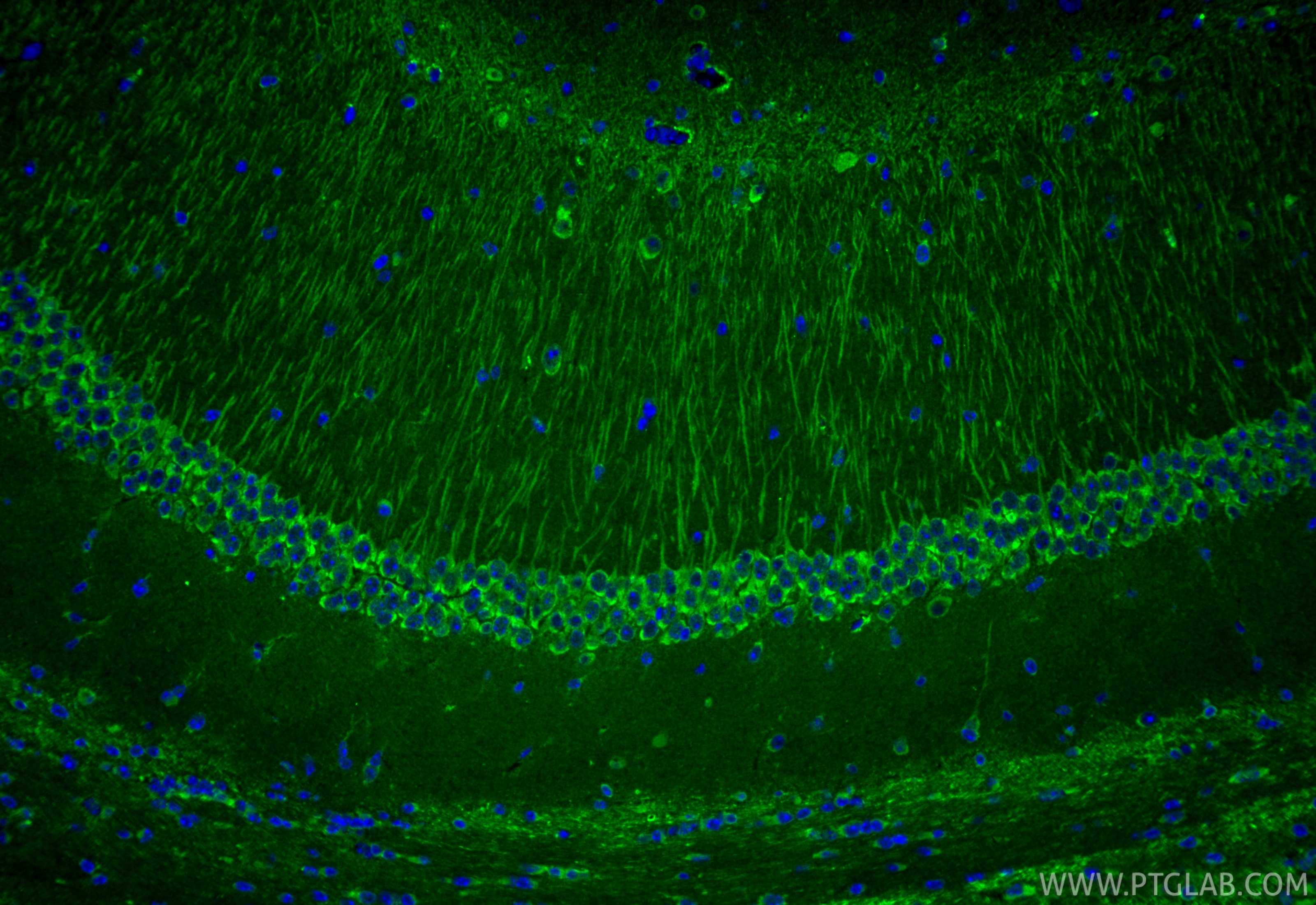IF Staining of mouse brain using 84377-3-RR Immunofluorescence (IF) / fluorescent staining of mouse brain tissue using COX18 Recombinant monoclonal antibody (84377-3-RR)