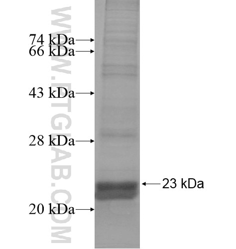 COX18 fusion protein Ag12545 SDS-PAGE