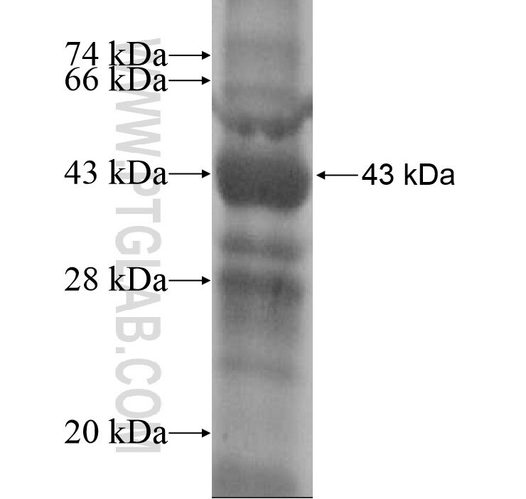 COX18 fusion protein Ag12709 SDS-PAGE