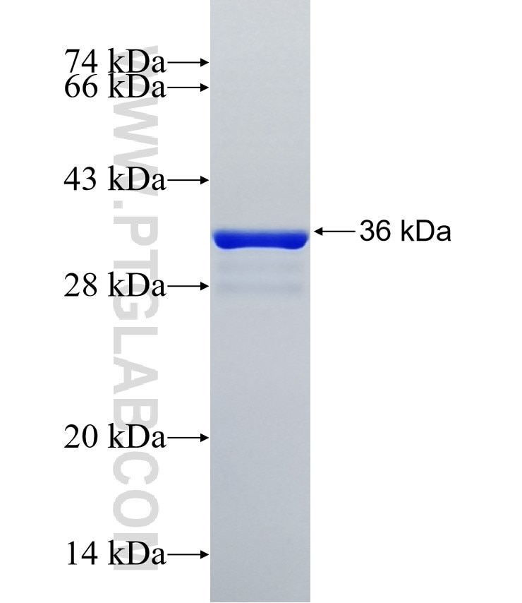 COX19 fusion protein Ag35087 SDS-PAGE