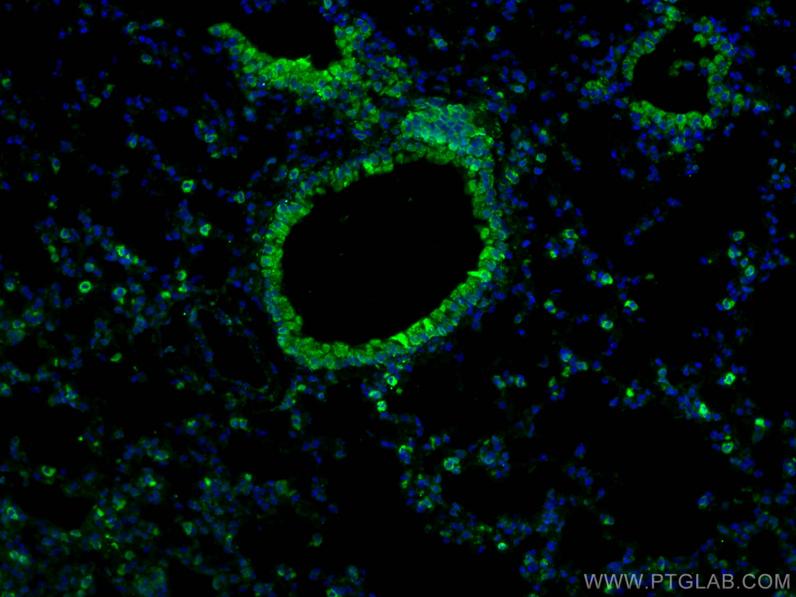 Immunofluorescence (IF) / fluorescent staining of mouse lung tissue using COX2/ Cyclooxygenase 2/ PTGS2 Polyclonal antibody (27308-1-AP)